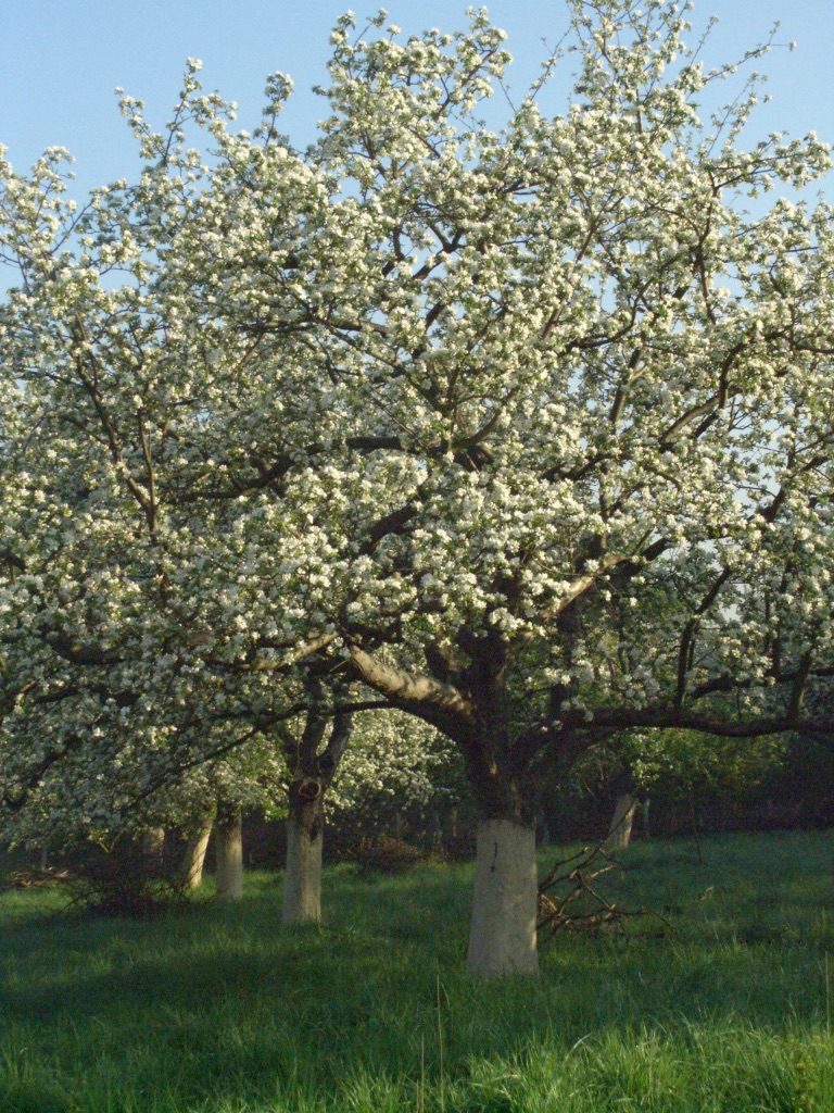 Apfelbl&uuml;te